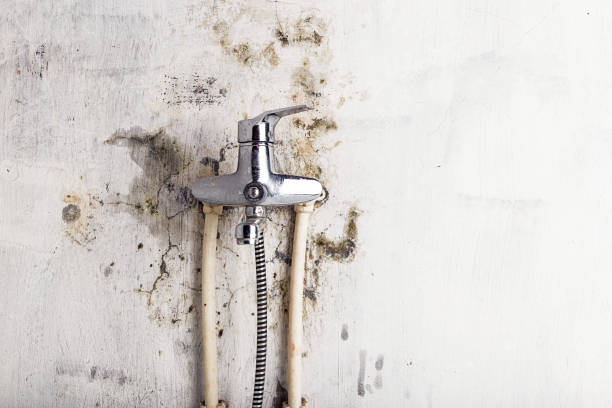 Best Same-Day Mold Removal  in Beaver Dam, AZ