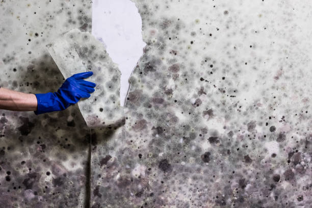 Best Commercial Mold Removal  in Beaver Dam, AZ